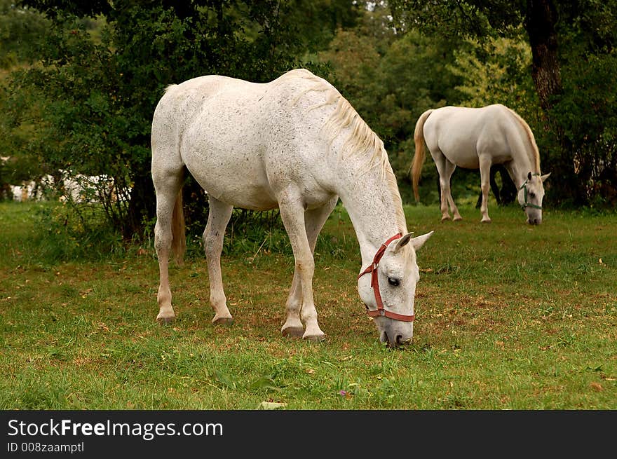 This picture was taken in the white horses farm in Lupica in Slovenia.