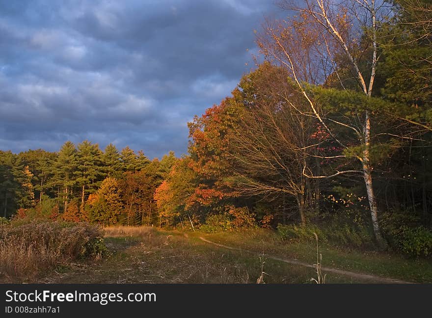 Trees turning color in Oct. with white birch in right foreground. Trees turning color in Oct. with white birch in right foreground.