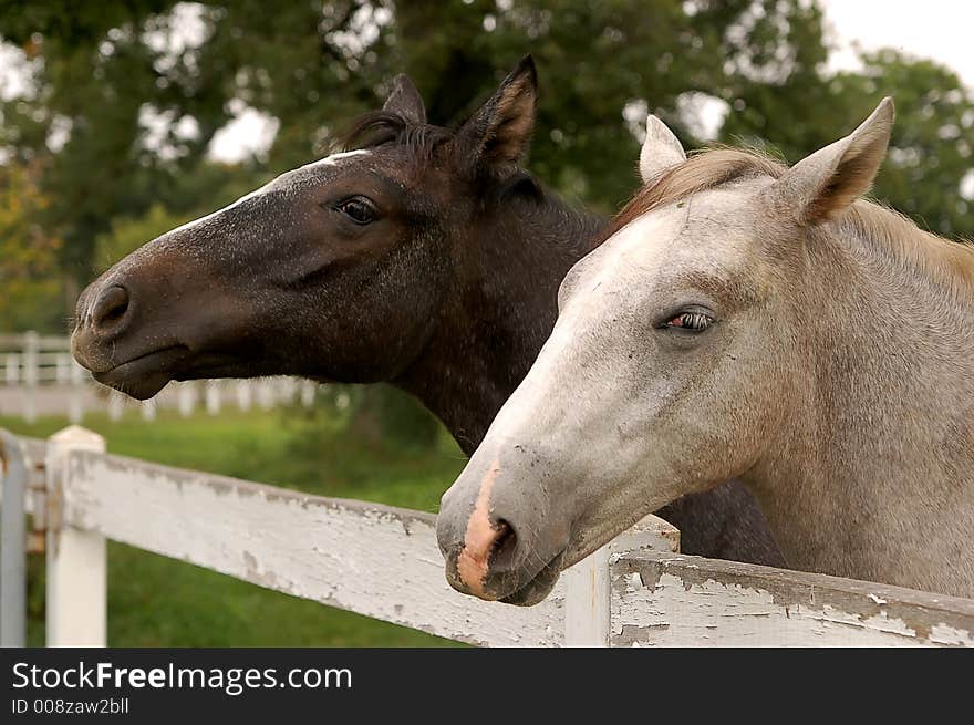 This picture was taken in Slovenia in the white horses farm in Lupica.