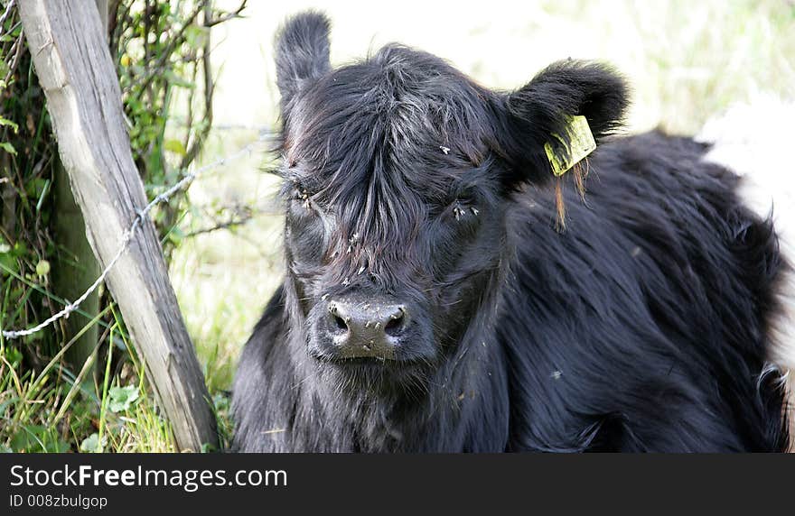 Galloway Cow 3