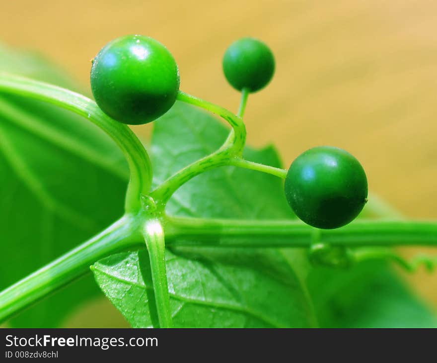 Flora,decorations,  branches, green, grapes