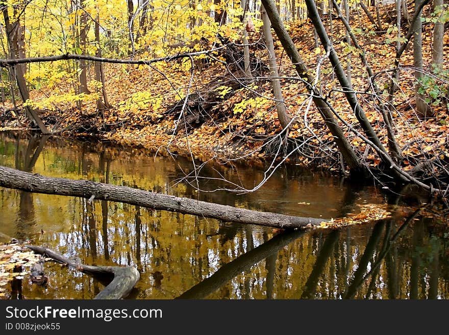 Yellow coloured autumn leaves and trees. Yellow coloured autumn leaves and trees