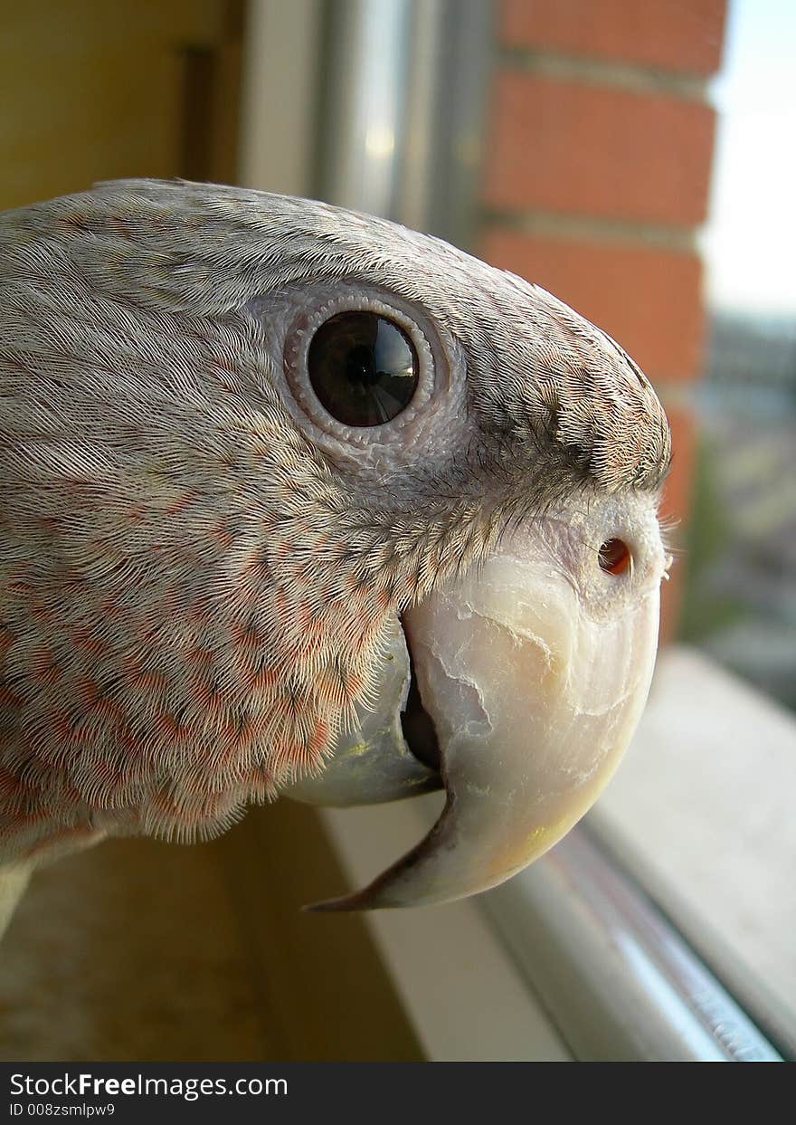 The great spout of my parrot