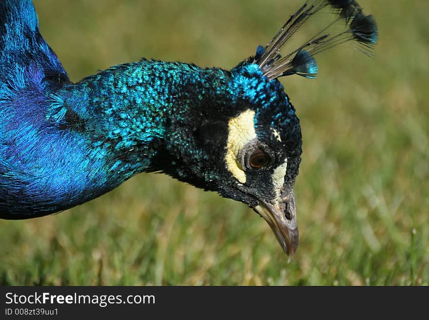 Peacock on a grass. Shallow DOF