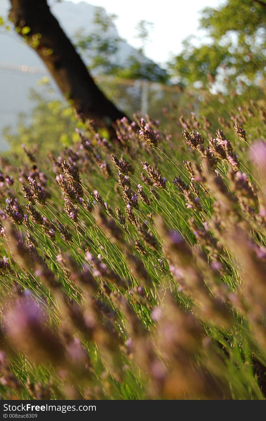 Lavender Field