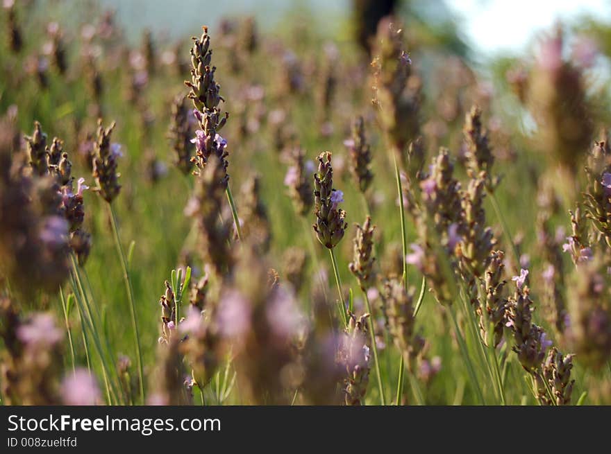 Detailed view of a peaceful lavender field. Detailed view of a peaceful lavender field