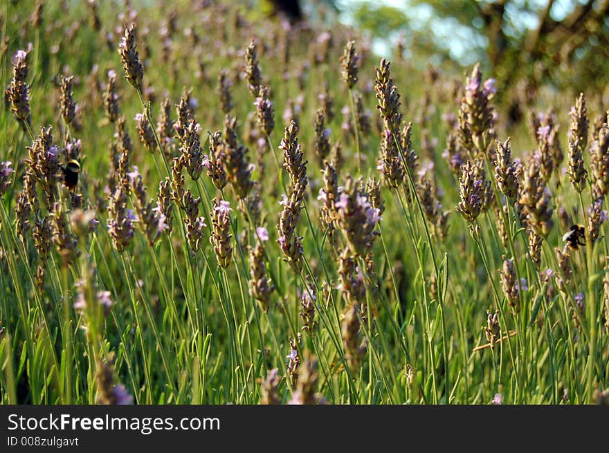 Lavender field