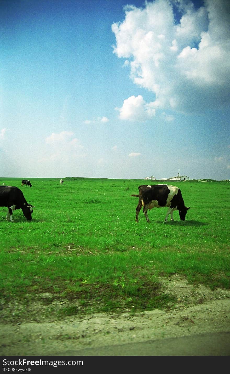 Cows grazing on green field, cloudy sky. Film scan.