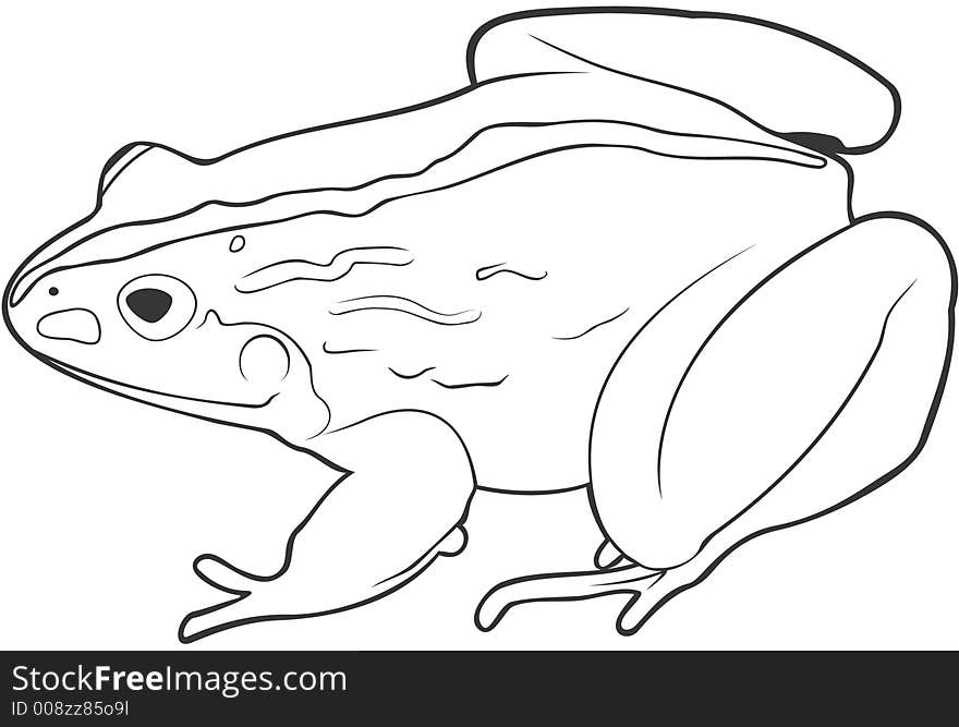 Smooth high resolution illustration of a frog