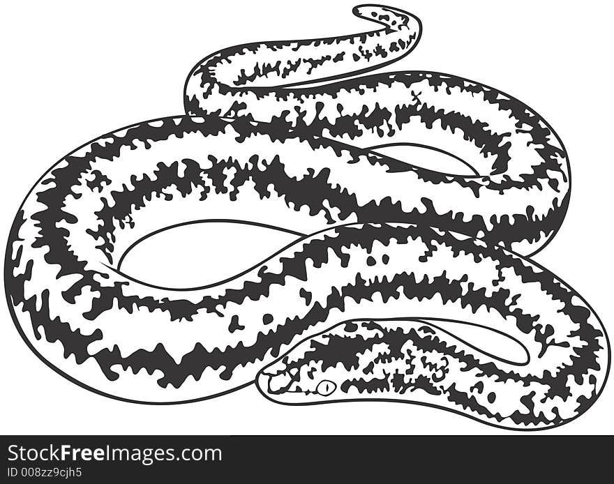 Smooth high resolution illustration of snake