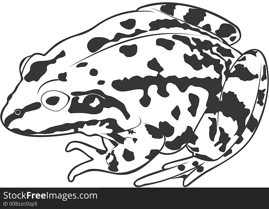 Smooth high resolution illustration of a frog