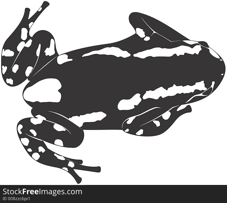 Smooth high resolution illustration of a frog