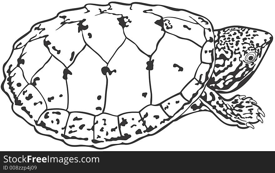 Smooth high resolution illustration of a turtle