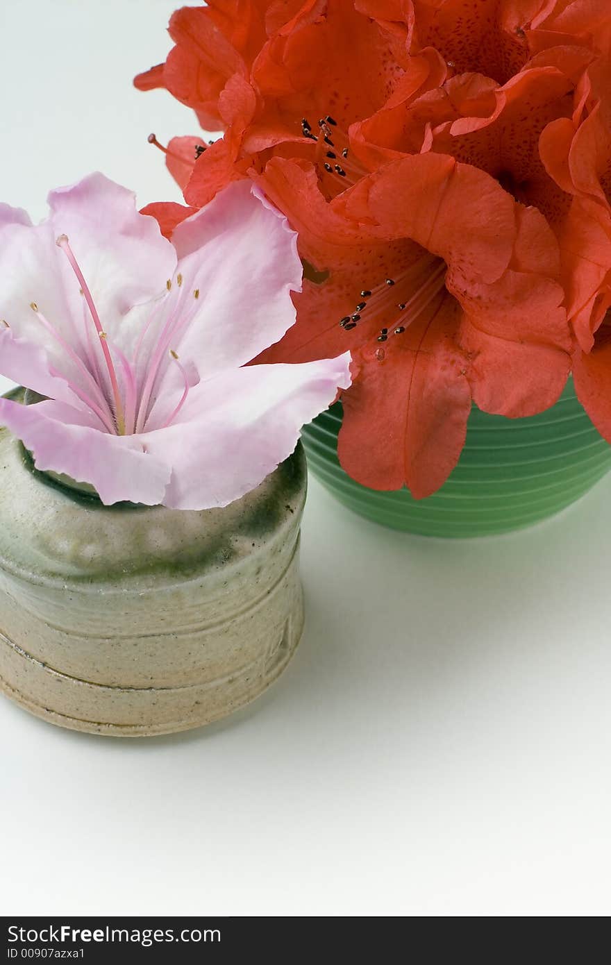 Red and pink azalea or rhododendron flowers in small vases. Pink azalea is in a hand made ceramic pot. Red and pink azalea or rhododendron flowers in small vases. Pink azalea is in a hand made ceramic pot.