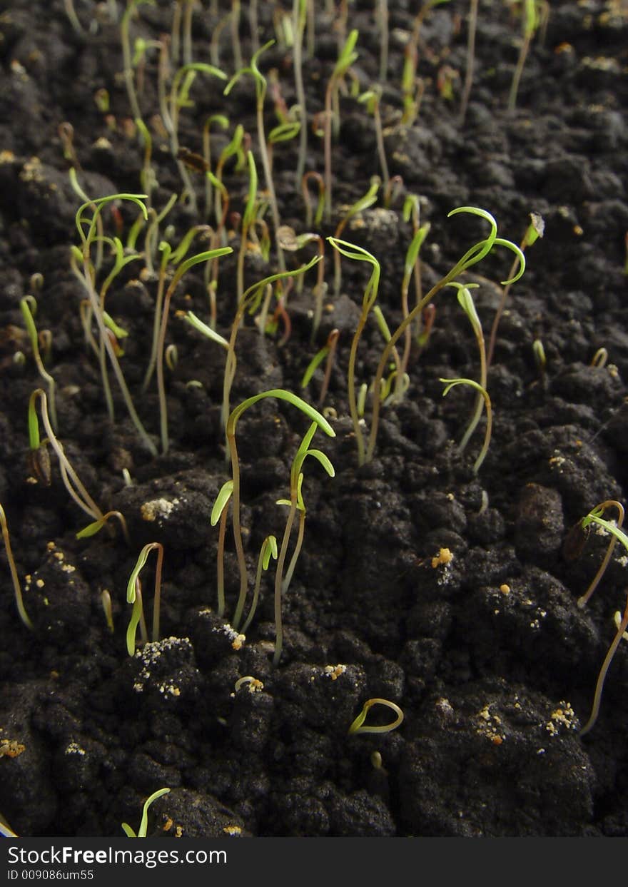 Sprouts of yong dill plants are appearing from the ground. Sprouts of yong dill plants are appearing from the ground