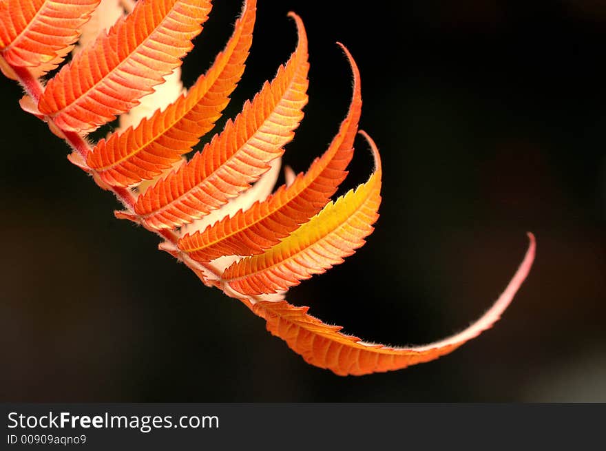 Orange and yellow leaves on black background. Orange and yellow leaves on black background