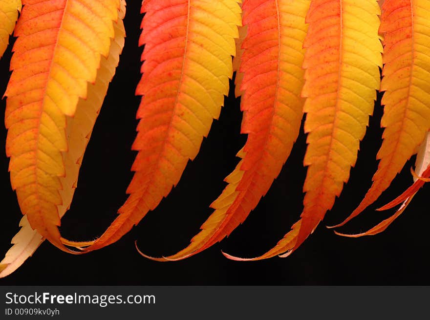 Autumn leaves on black background. Autumn leaves on black background