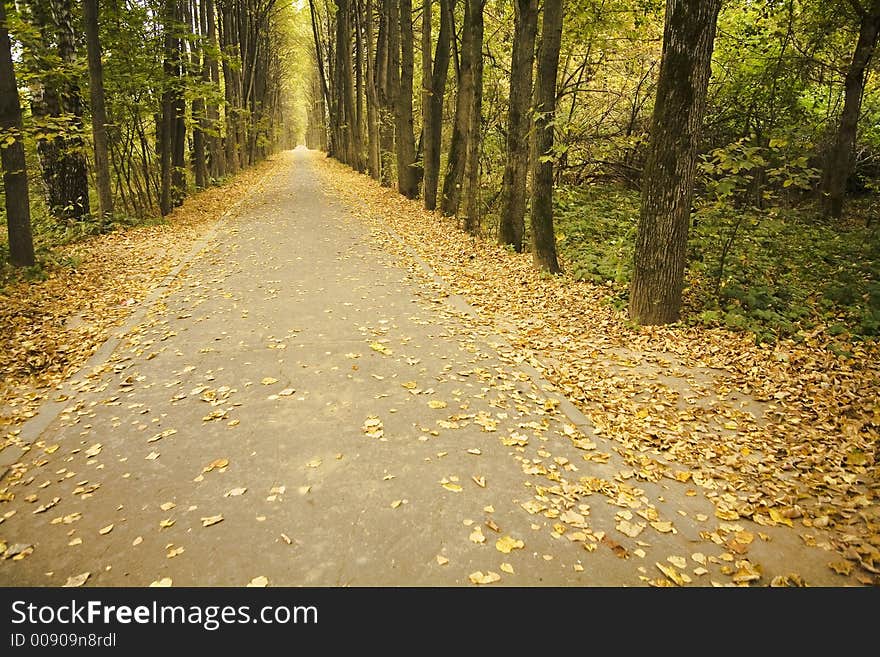 Avenue in garden in autumn.