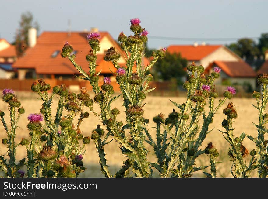 Houses hidden behind thorns wall. Houses hidden behind thorns wall