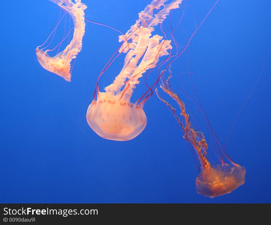 Photo of three purple striped jellyfish.