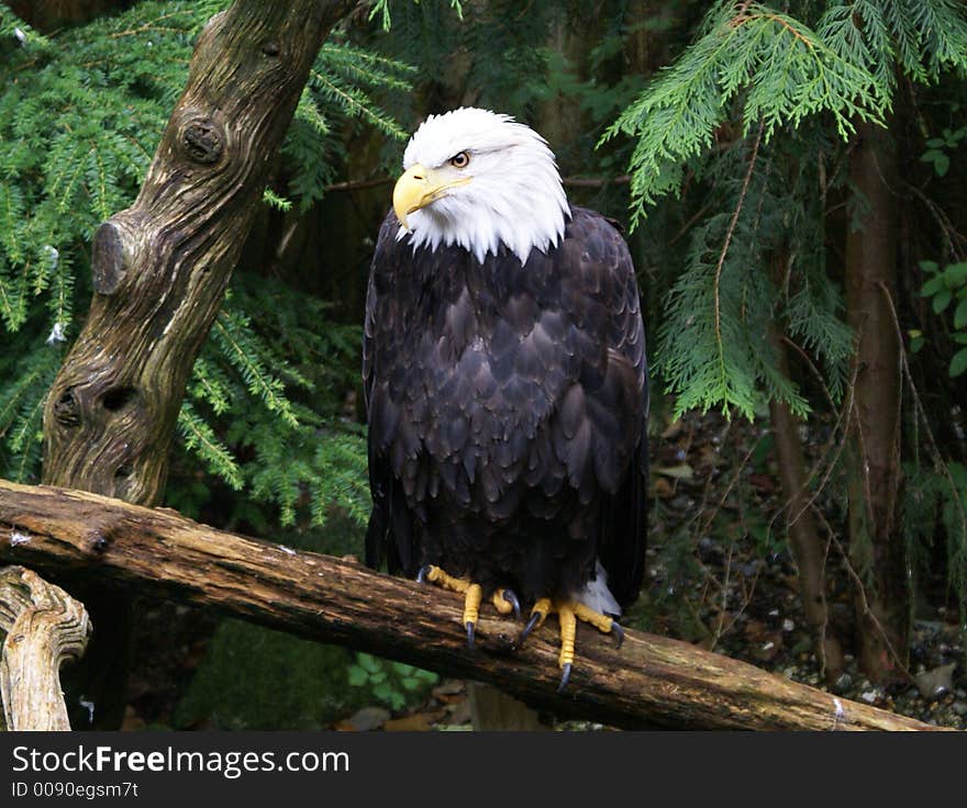 America bald eagle waiting to catch some fish