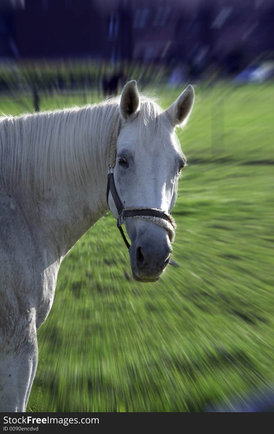 White horse on green meadow in summer