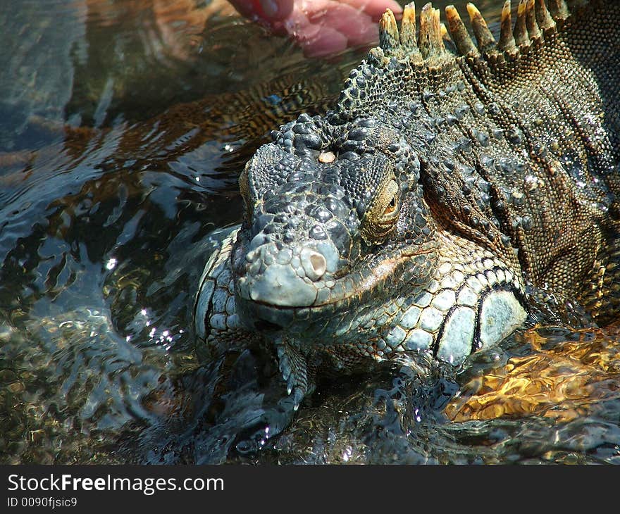 Wet lizard