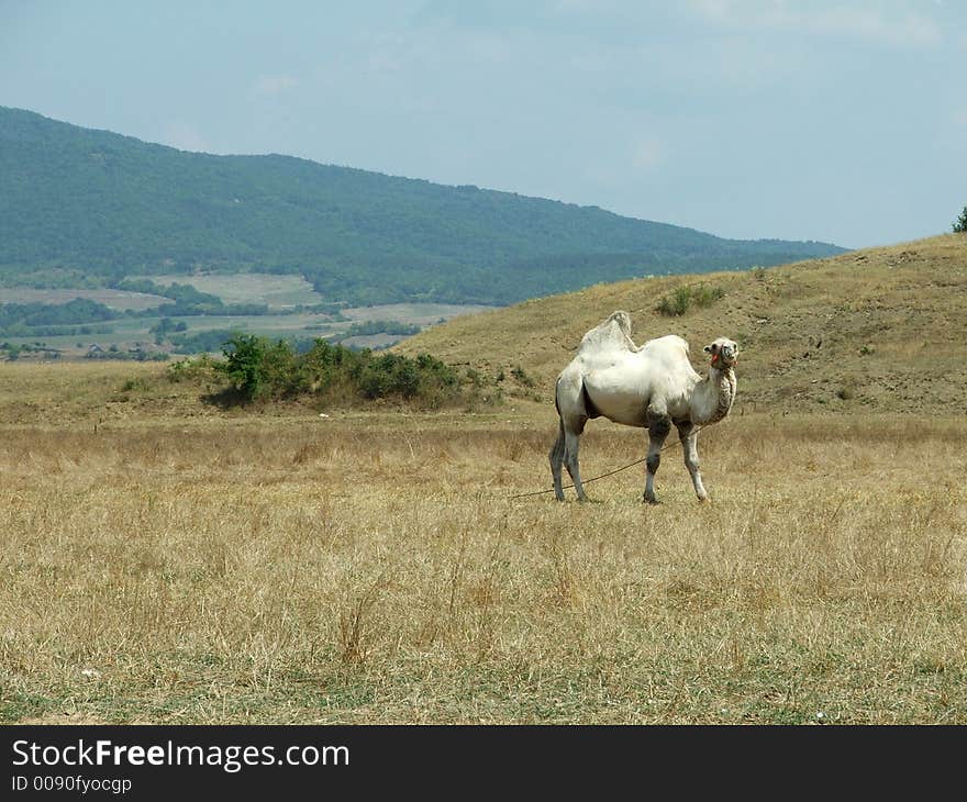 Mountain camel