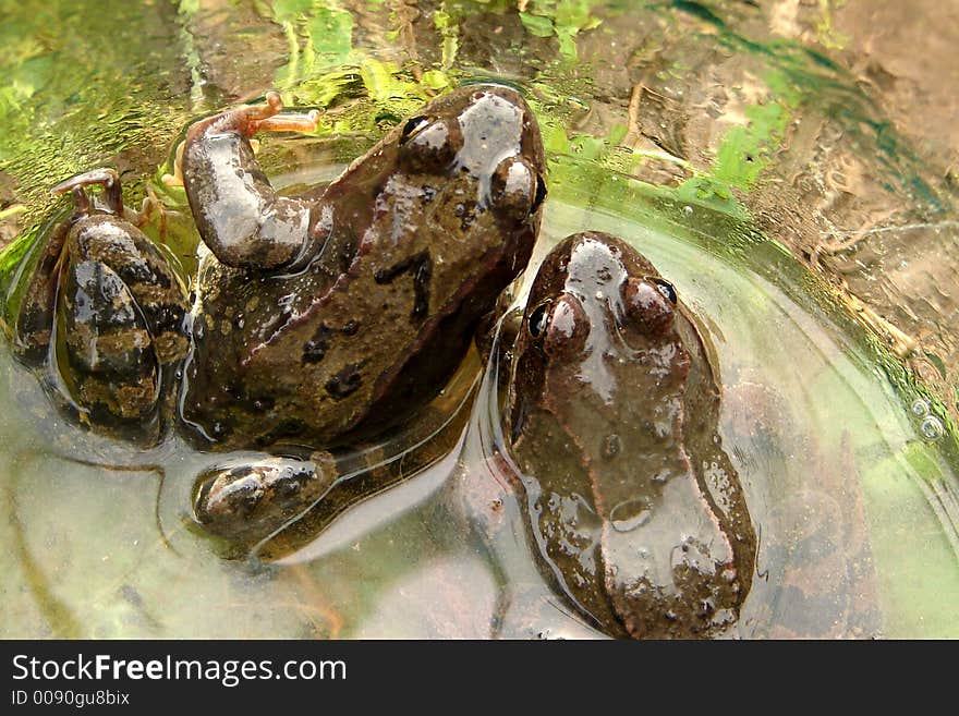 Two frogs are in a jar