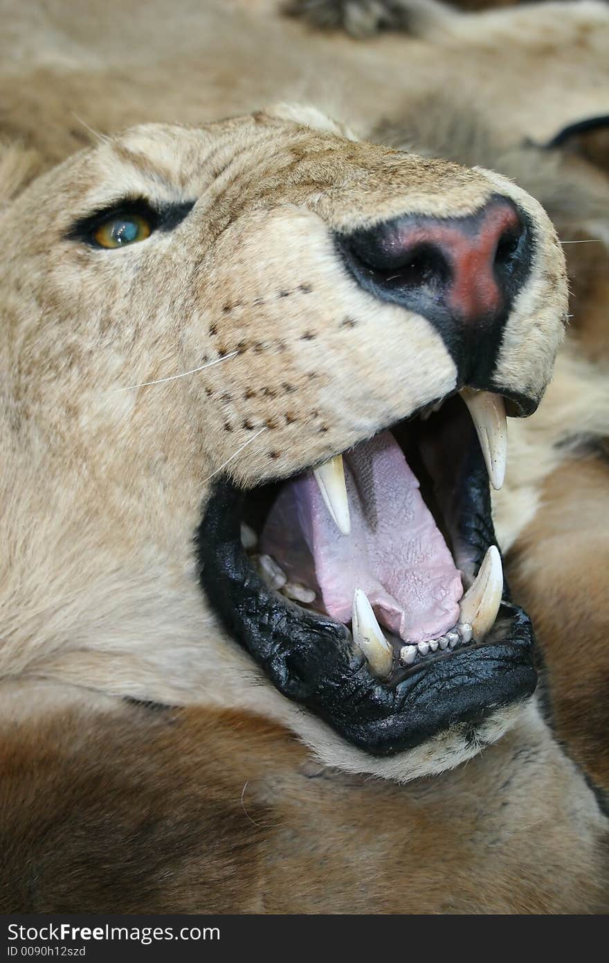 Lion open mouth closeup taxidermy