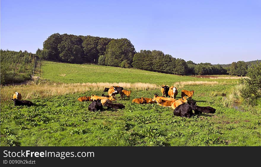 Cows on a field a sunny summer day