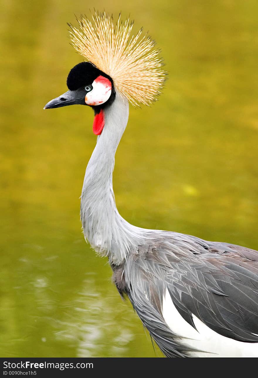 This crane was taken in a local zoo