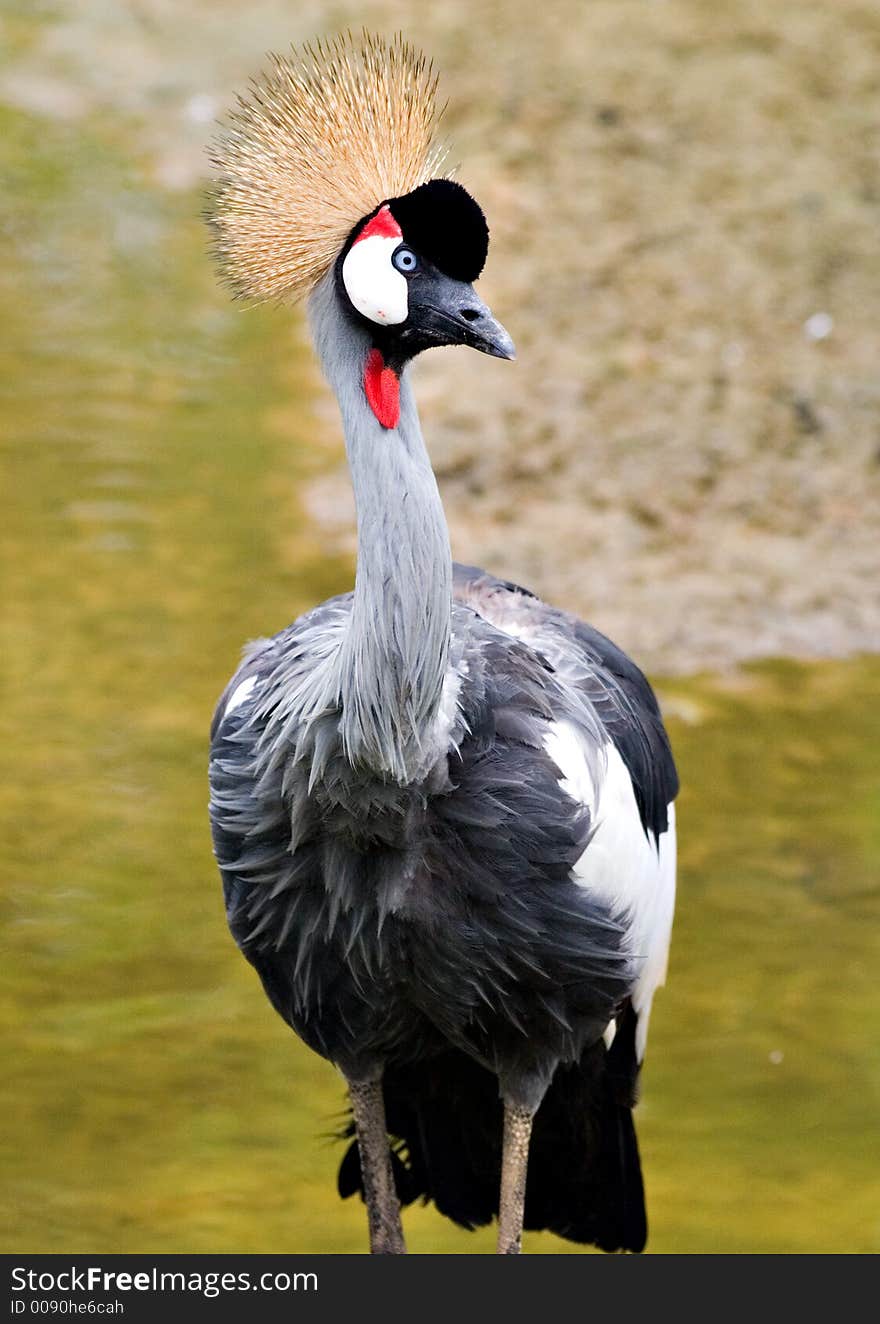 A beautiful crane walking in a creek