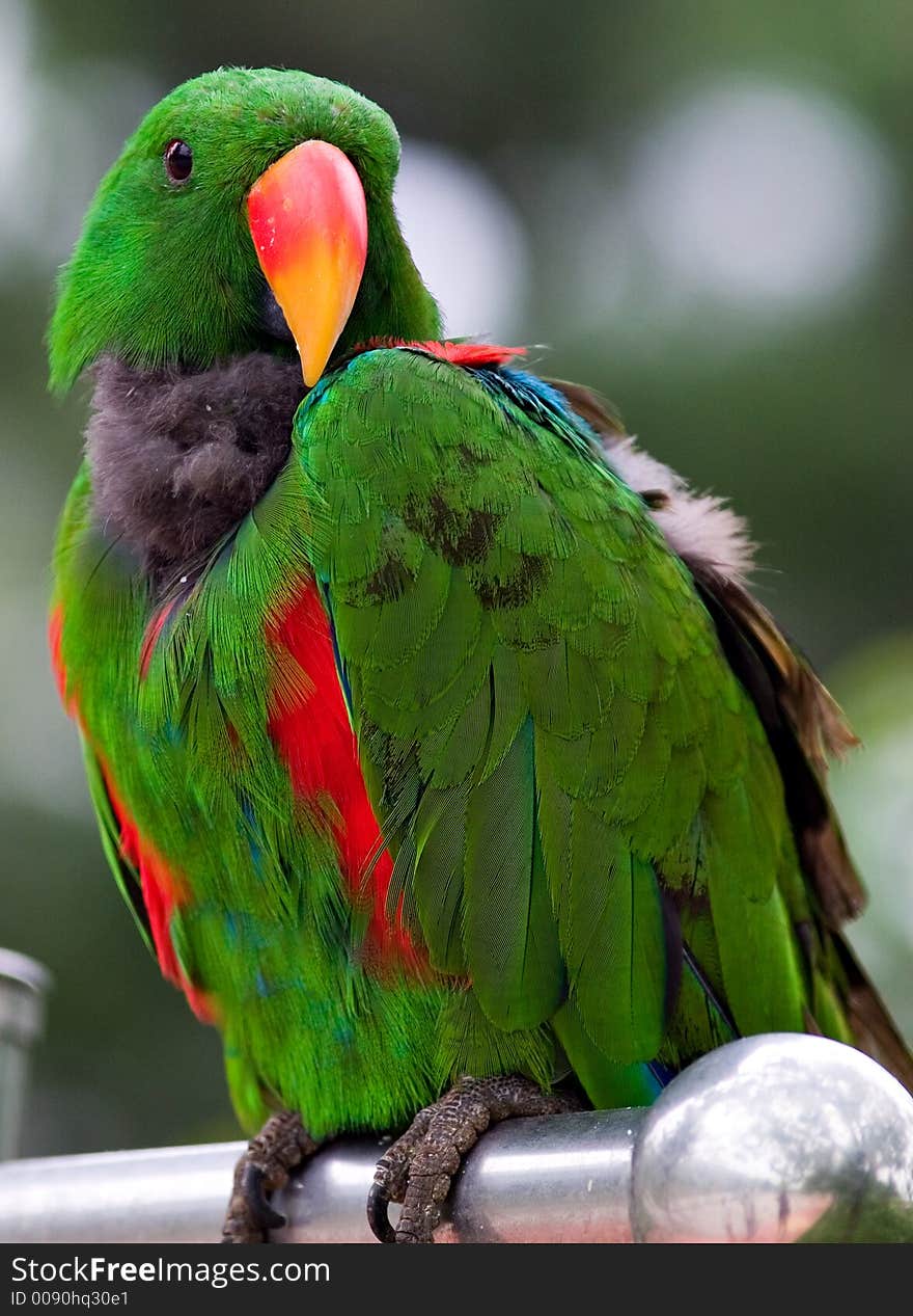 A beautiful green parrot with color feather