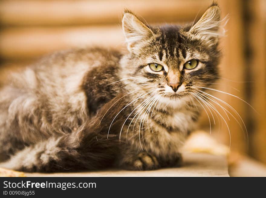 Serious grey rural cat