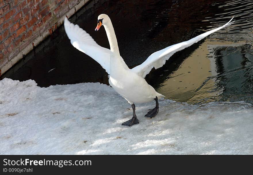 White swan starting to fly. White swan starting to fly