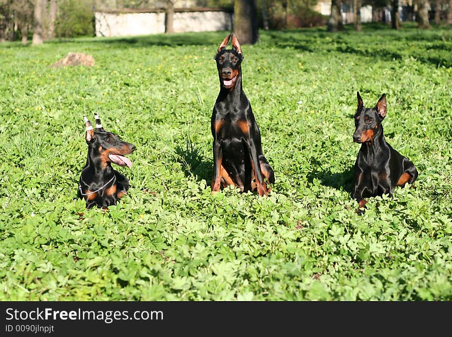 Three dobermanns in grass. five months old female Jetta, seven months old female Mia and three years old female Devvu