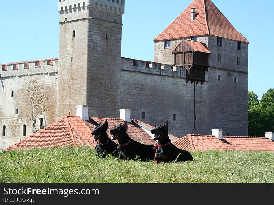 Dobermanns