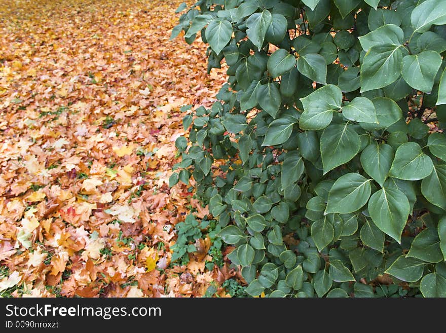 Alive leaves on a background of fallen ones. Alive leaves on a background of fallen ones