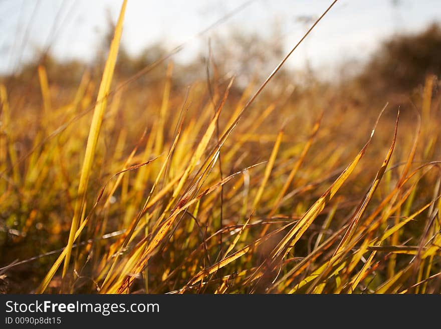 Golden grass in the fall. Golden grass in the fall