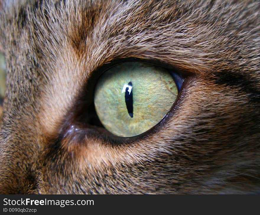 Cat s eyes