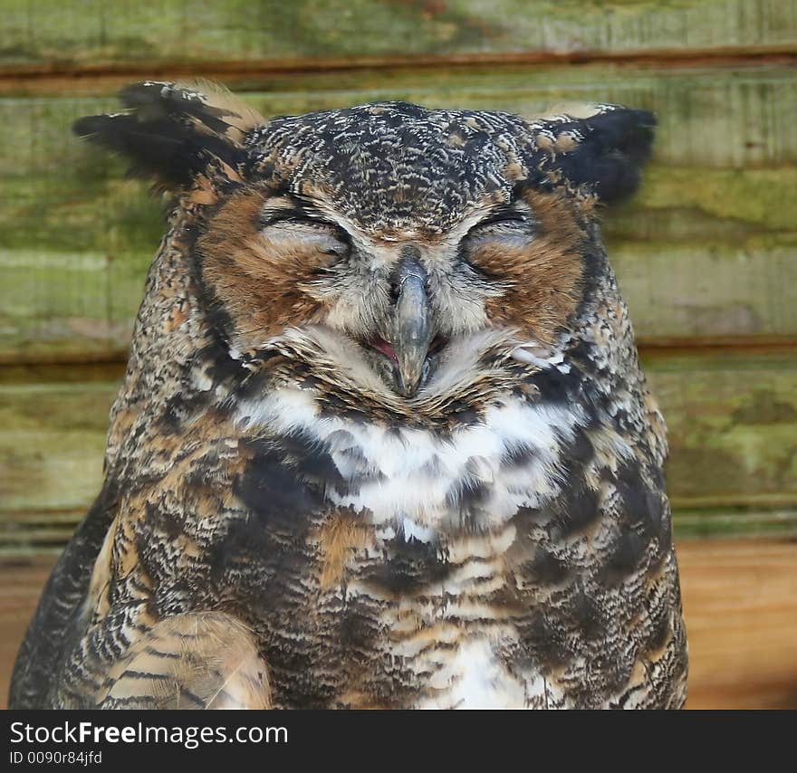 Smiling owl