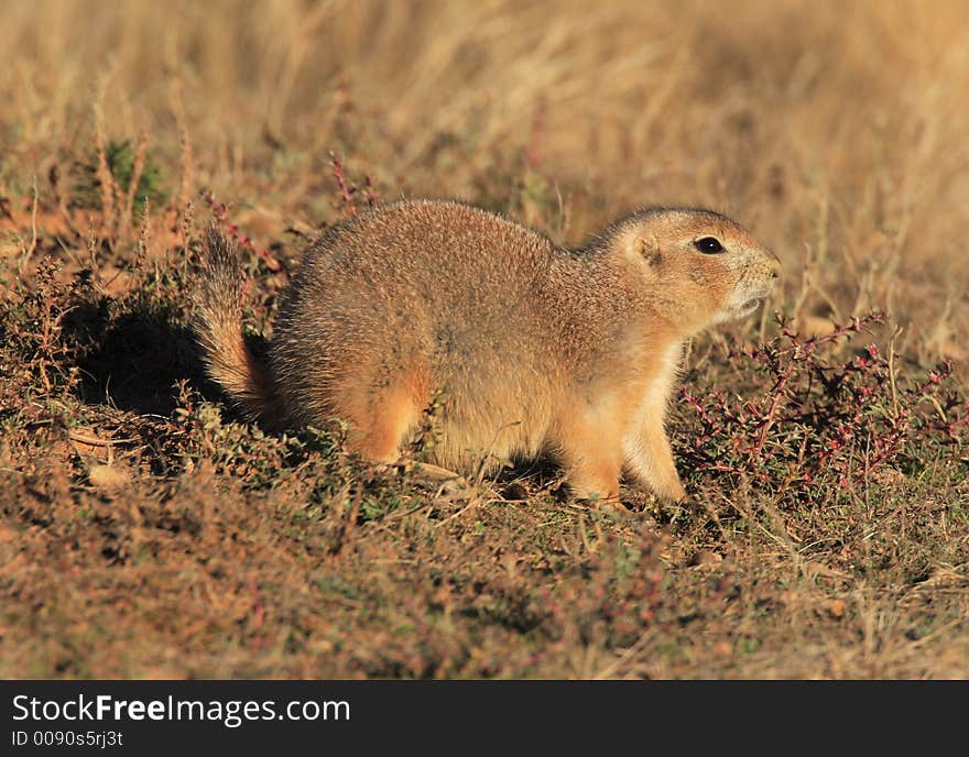 Blacktail Prairie Dog in Devils Tower National Monument