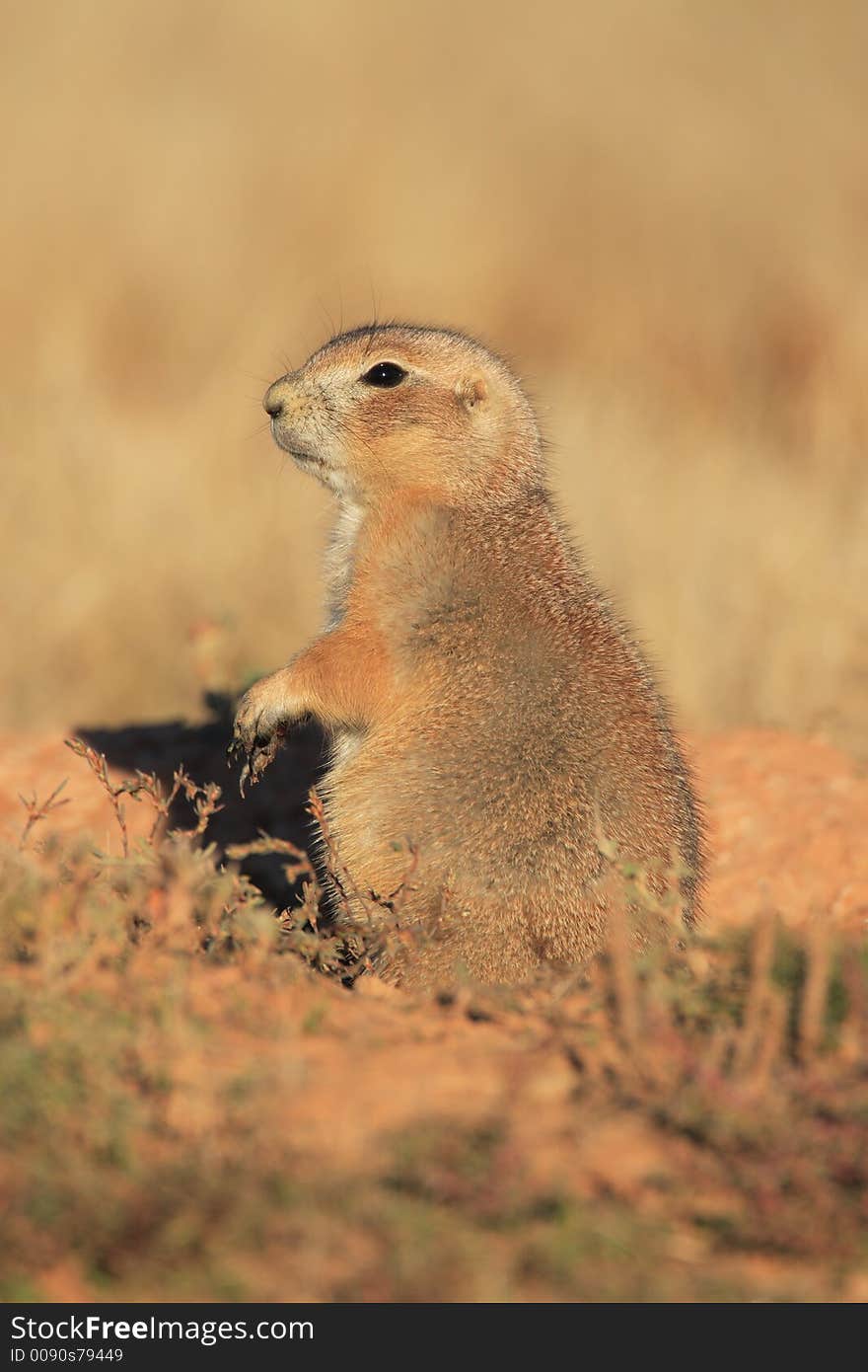 Blacktail Prairie Dog in Devils Tower National Monument