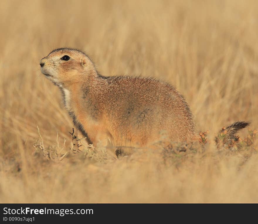 Blacktail Prairie Dog in Devils Tower National Monument