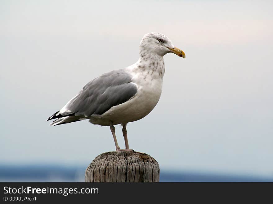 Seagull Perched