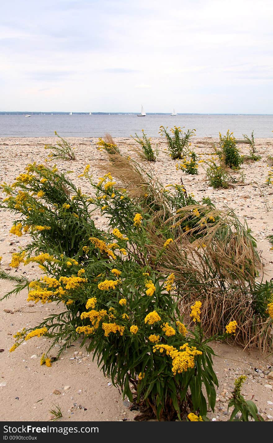 Beach Scenic Lined with Yellow Fowers