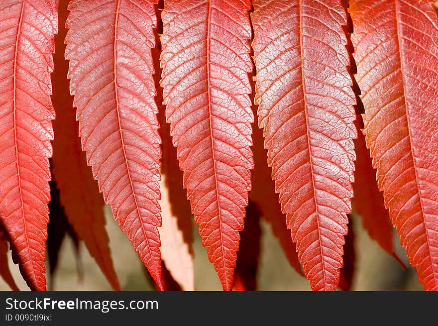 A branch full of bright red sumach leaves.