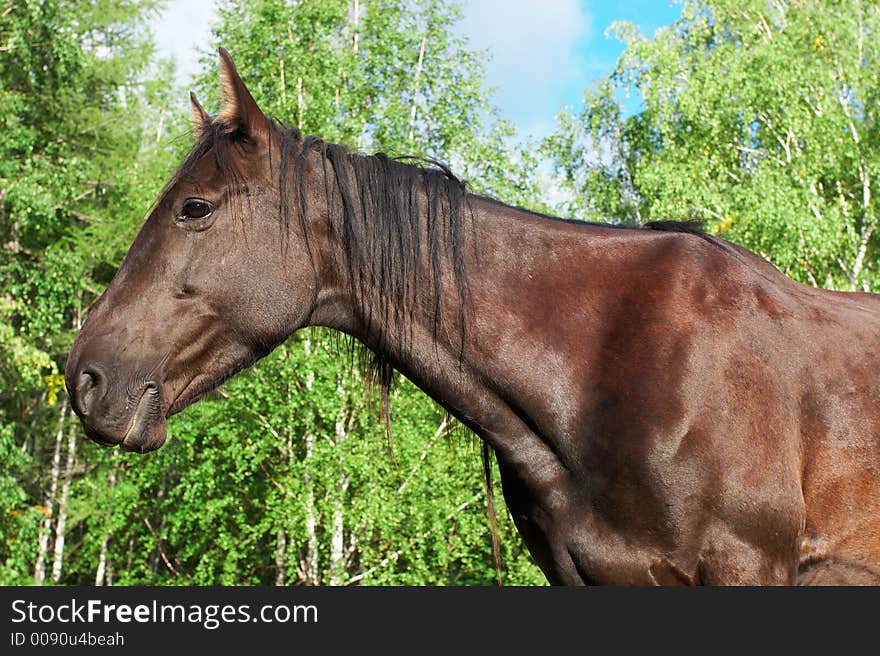 Black Horse portrait. Altay. Russia.