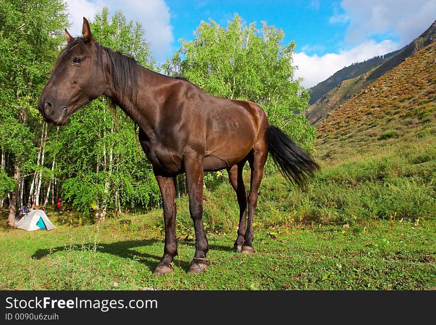 Black Horse portrait. Altay. Russia.